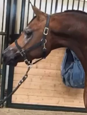 Royal Versai