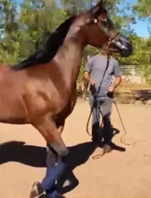 El Cid PCF